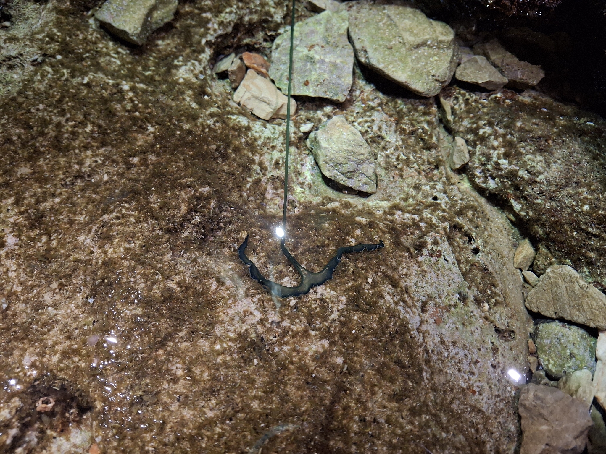 Bonellia viridis Rolando, 1822