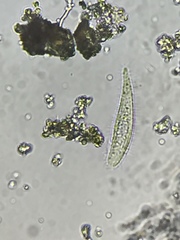 Litostomatea