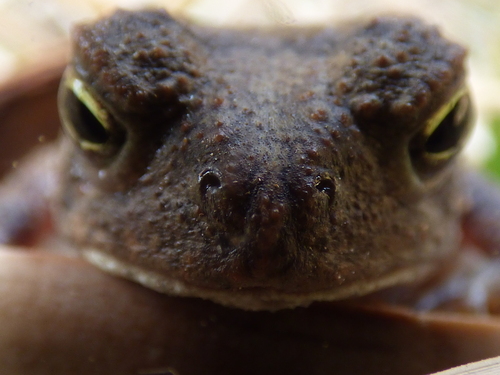 American Toad photographed in Arkansas