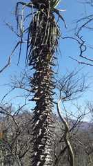 Furcraea macdougallii