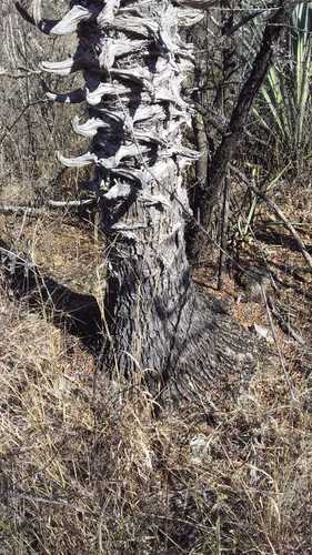 Furcraea macdougallii