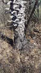 Furcraea macdougallii