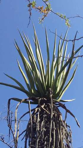 Furcraea macdougallii