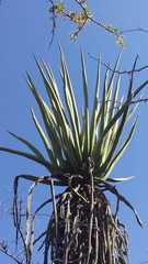 Furcraea macdougallii