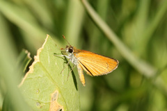 Ancyloxypha nitedula