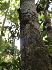 Anolis osa