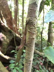 Anolis osa