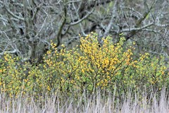 Vachellia schaffneri bravoensis