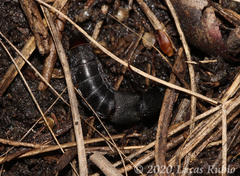 Platydracus scabrosus