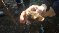 Talpa occidentalis