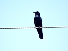 Corvus imparatus