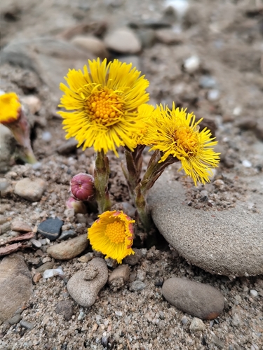 colt's-foot
