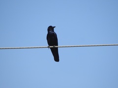 Corvus imparatus