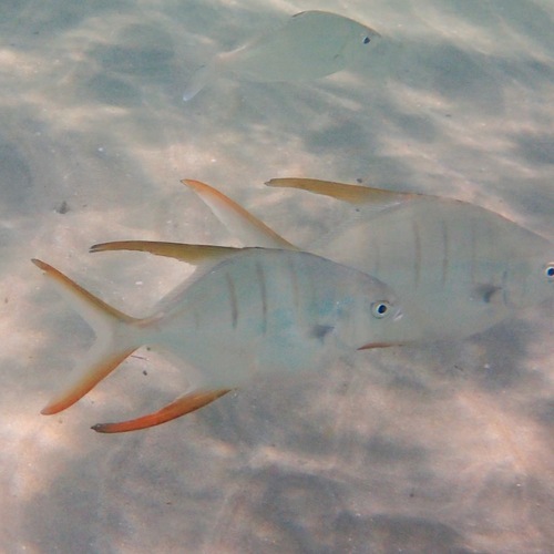 Gafftopsail Pompano (Trachinotus rhodopus)