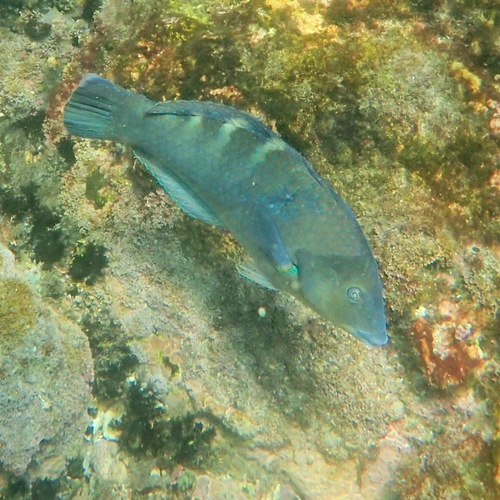 Banded Wrasse (Halichoeres notospilus)