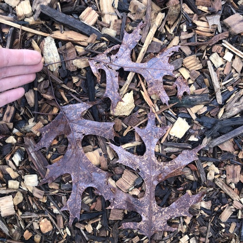 scarlet oak (Quercus coccinea)