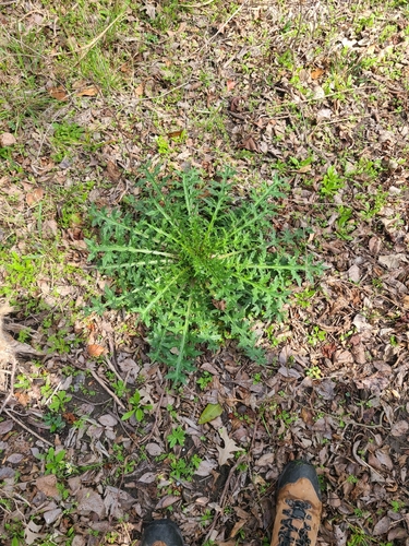 Engelmann's Thistle (Cirsium engelmannii)