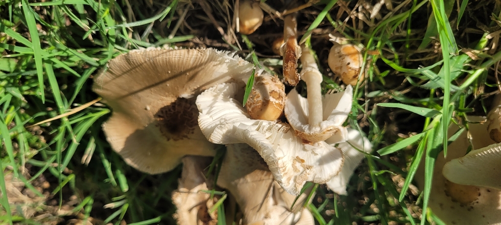 Chlorophyllum hortense · March 2026 · photo: © ferferrari (iNaturalist, cc0)