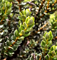 Olearia nummulariifolia