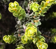 Olearia nummulariifolia