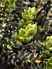 Olearia nummulariifolia