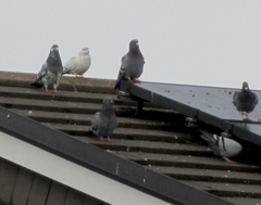 Columba livia domestica
