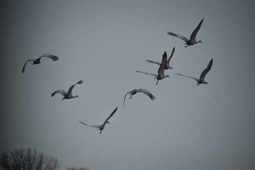 Sandhill Crane
