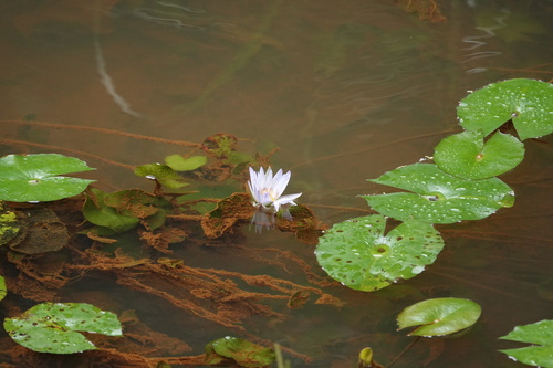 Nymphaea daubenyana observed 2026-01-19