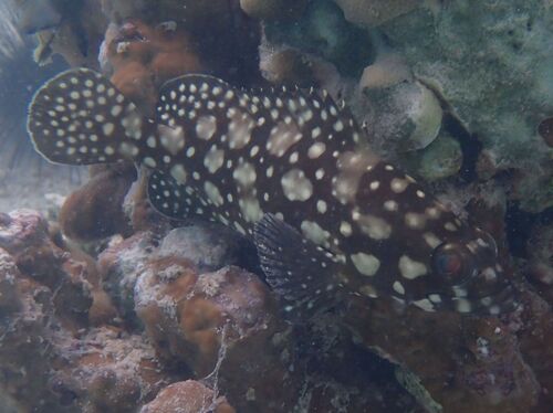 Edgeblack grouper (Epinephelus summana) — Serranidae — 4