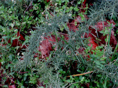 Ulex europaeus