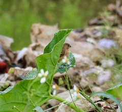 Sporophila morelleti