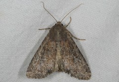Apamea lateritia