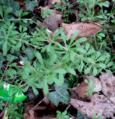 Galium aparine