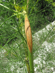 Uromyces hippomarathri