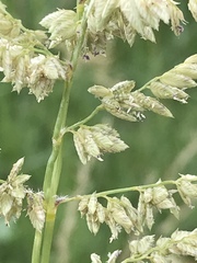 Schmidtia pappophoroides