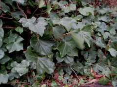 Hedera helix