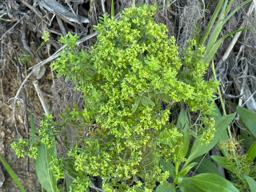 Santa Catalina Island Bedstraw (Galium catalinense)