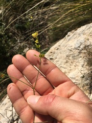 Biscutella valentina