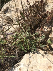 Biscutella valentina