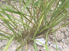 Schmidtia pappophoroides