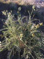 Astragalus curtipes