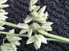 Schmidtia pappophoroides