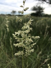 Schmidtia pappophoroides