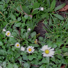 Bellis perennis