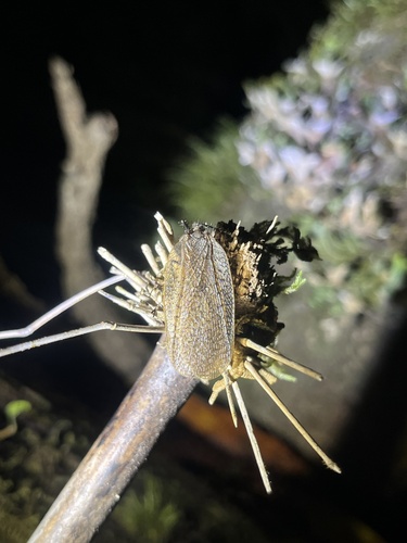 Notiothauma reedi photo 2