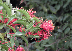 Psittacanthus peronopetalus