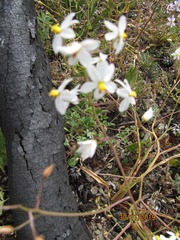 Cyanella hyacinthoides