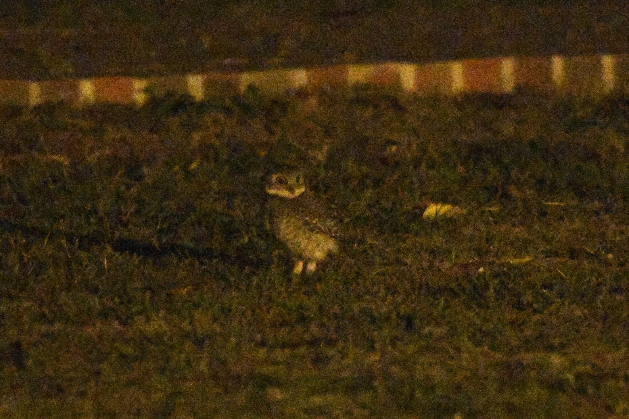 Spotted Owlet (Athene brama), photo 10