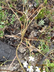 Cyanella hyacinthoides