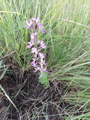 Brachycorythis ovata welwitschii